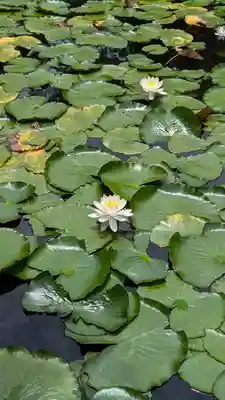 大原野神社(京都府)