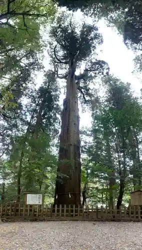 高千穂神社の自然