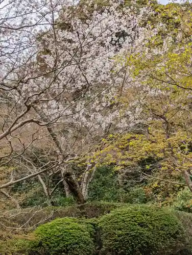 勝持寺（花の寺）(京都府)
