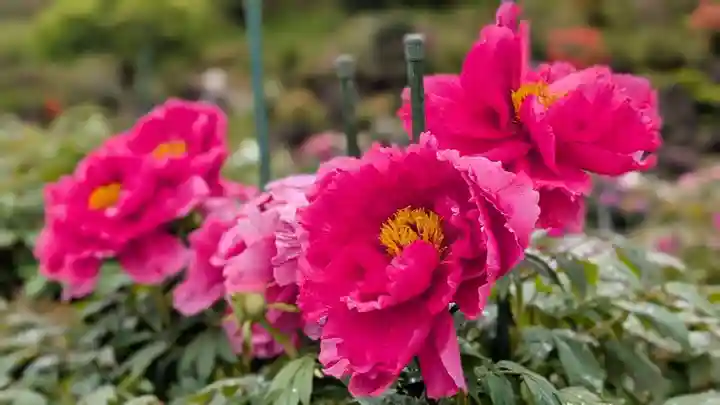 金蛇水神社(宮城県)