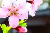 三津厳島神社の自然