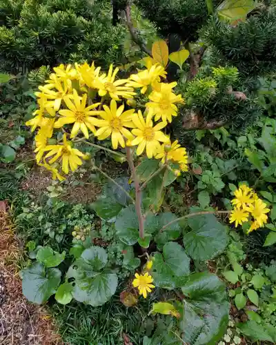 沙沙貴神社の自然