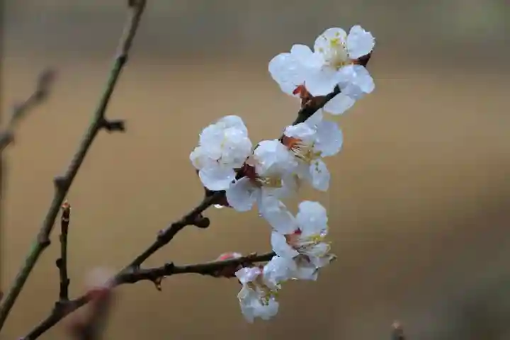 高司神社〜むすびの神の鎮まる社〜の自然