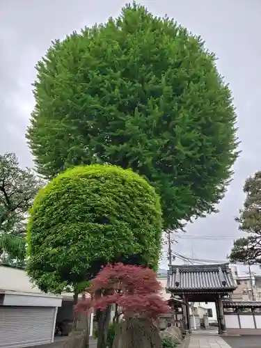 禅定院の山門