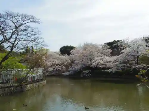 鶴岡八幡宮の自然