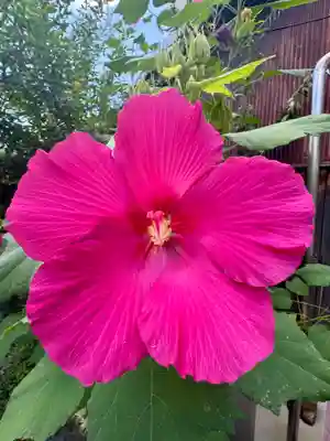 勝念寺（かましきさん）(京都府)