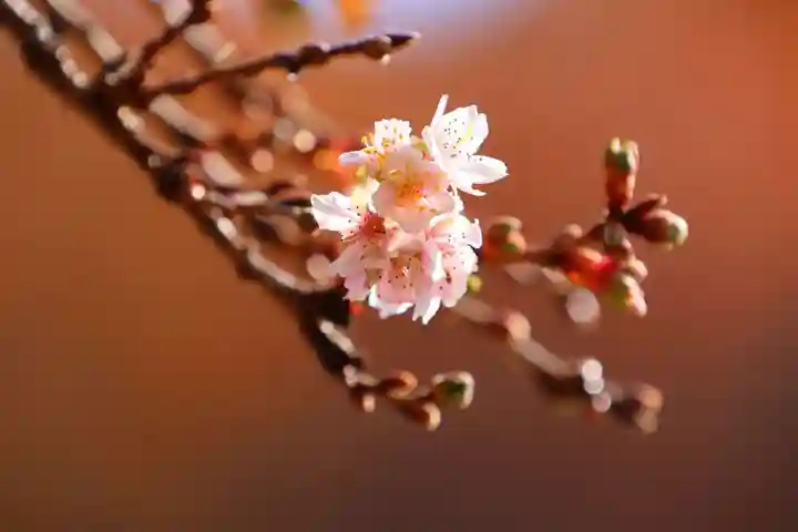 鹿島大神宮の自然