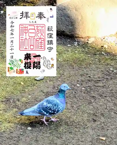 荻窪白山神社の御朱印