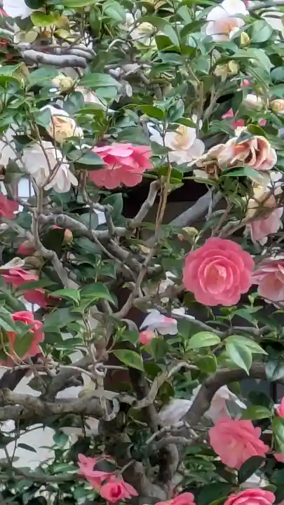 西方寺(京都府)