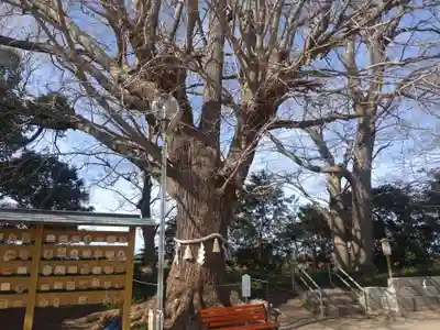 白子神社の自然