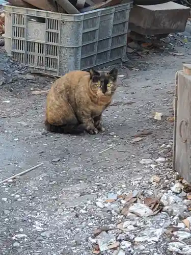 妙力神社の動物