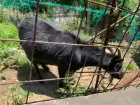 賀茂別雷神社の動物