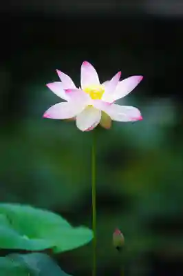 浄土寺(兵庫県)