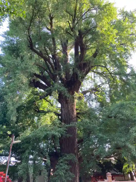 鬼子母神堂 (法明寺)の自然