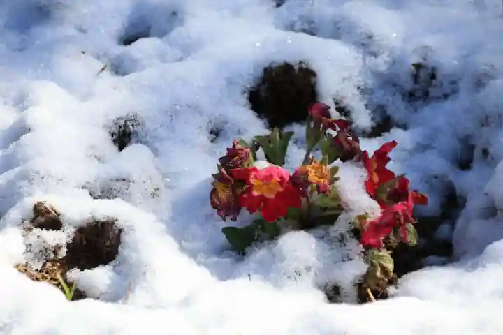 大鏑神社の自然