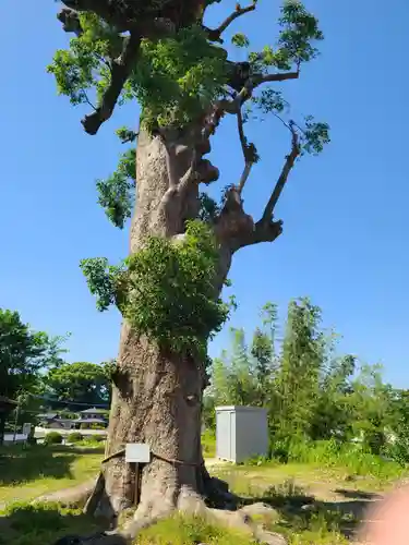 田代八坂神社(佐賀県)
