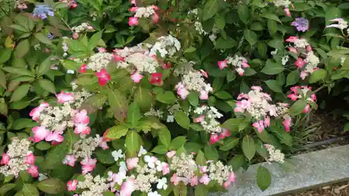 二本松寺の自然