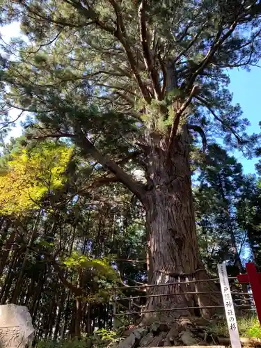 戸隠神社の自然