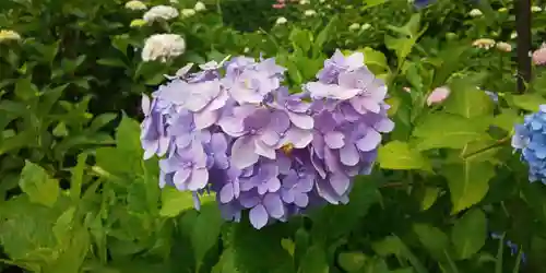 三室戸寺の自然