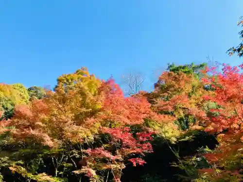 犬山寂光院の自然