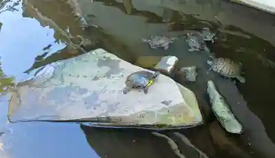 成田山川越別院(埼玉県)