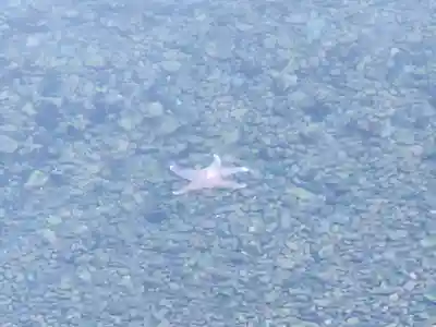 白濱神社(鹿児島県)