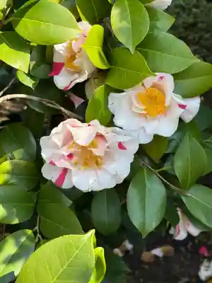 後白河院御聖蹟　法住寺の{uncategorized: "未分類", other: "その他", undefined: "問題あり", building: "その他建物", grave: "お墓", sacred_gate: "鳥居", guardian: "狛犬", statue: "像", buddha: "仏像", history: "歴史", nature: "自然", garden: "庭園", animal: "動物", pagoda: "塔", temizu: "手水舎", mountain_gate: "山門・神門", sanctuary: "本殿・本堂", subordinate: "末社・摂社", art: "芸術", scenery: "景色", jizo: "地蔵", ema: "絵馬", goshuin: "御朱印", omikuji: "おみくじ", items: "授与品その他", amulet: "お守り", goshuincho: "御朱印帳", eats: "食事", festival: "お祭り", votive_dance: "神楽", shichigosan: "七五三参", wedding: "結婚式", experience: "体験その他", initially: "初詣", around: "周辺", anti_infection: "感染症対策"}