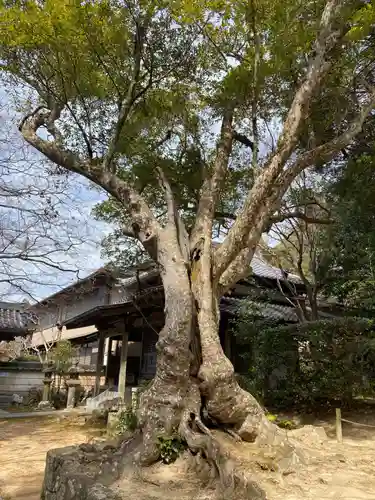 花山院菩提寺の自然