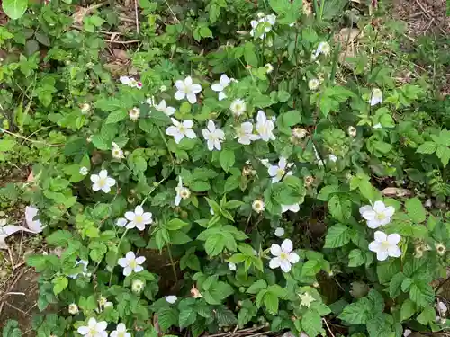 大山祇神社の自然