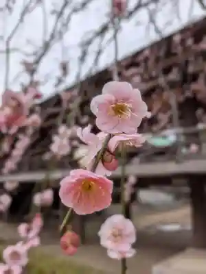 妙法寺(東京都)