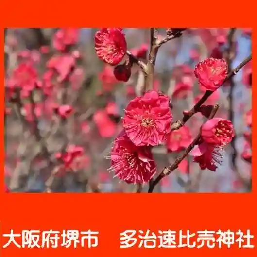 多治速比売神社の自然