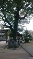 大神神社（花池）の自然