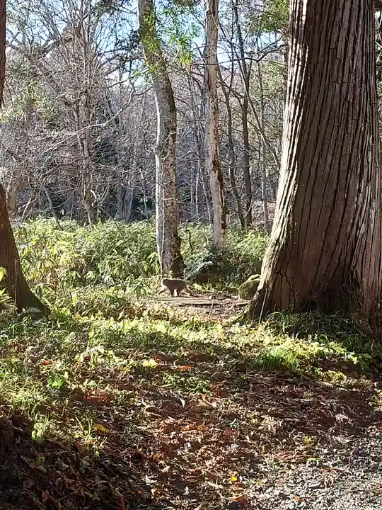 戸隠神社奥社(長野県)