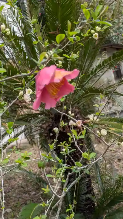 十輪寺(京都府)