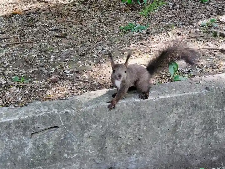 上川神社の動物