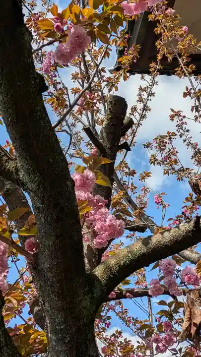 本昌寺(京都府)