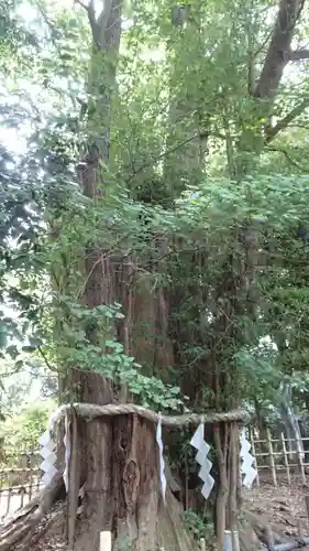 大國魂神社の自然