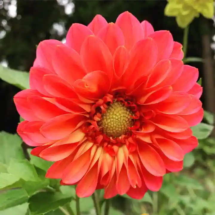 豊景神社の自然