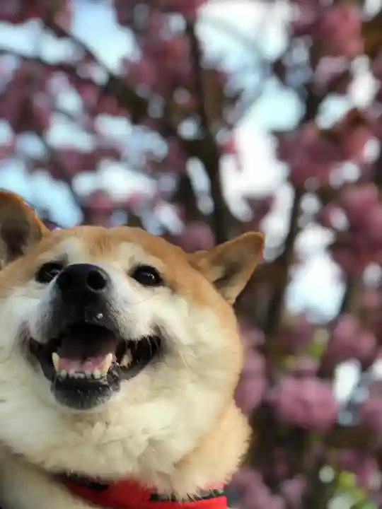 感田神社の動物