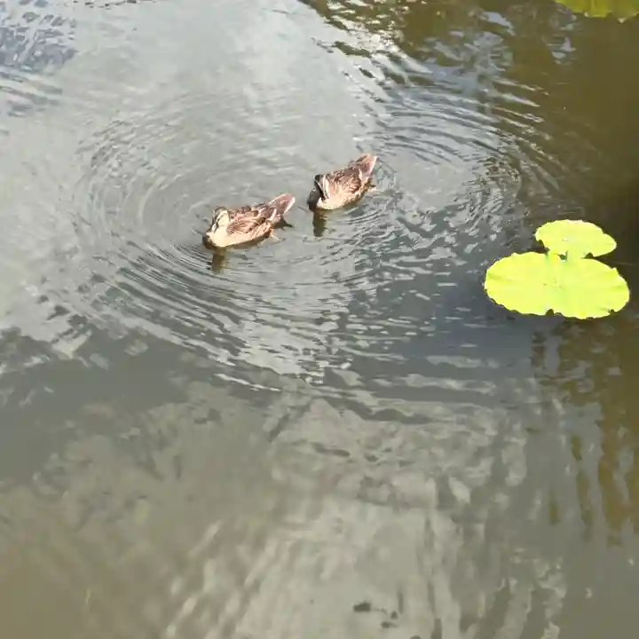 上杉神社(山形県)