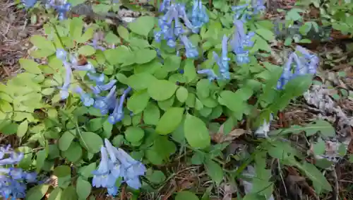 帯廣神社の自然
