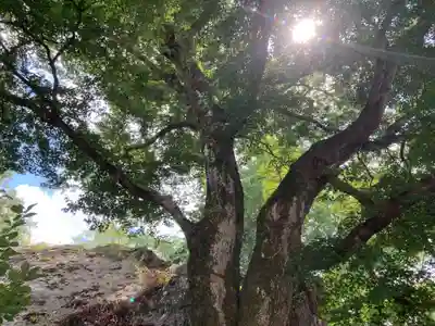 白瀧神社の自然