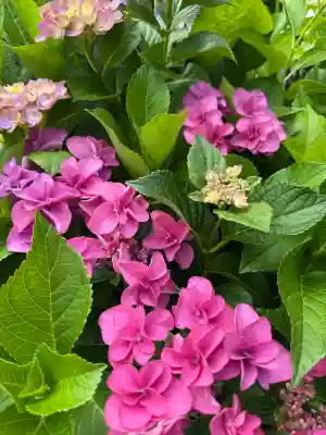 釜滝薬師金剛寺の{uncategorized: "未分類", other: "その他", undefined: "問題あり", building: "その他建物", grave: "お墓", sacred_gate: "鳥居", guardian: "狛犬", statue: "像", buddha: "仏像", history: "歴史", nature: "自然", garden: "庭園", animal: "動物", pagoda: "塔", temizu: "手水舎", mountain_gate: "山門・神門", sanctuary: "本殿・本堂", subordinate: "末社・摂社", art: "芸術", scenery: "景色", jizo: "地蔵", ema: "絵馬", goshuin: "御朱印", omikuji: "おみくじ", items: "授与品その他", amulet: "お守り", goshuincho: "御朱印帳", eats: "食事", festival: "お祭り", votive_dance: "神楽", shichigosan: "七五三参", wedding: "結婚式", experience: "体験その他", initially: "初詣", around: "周辺", anti_infection: "感染症対策"}