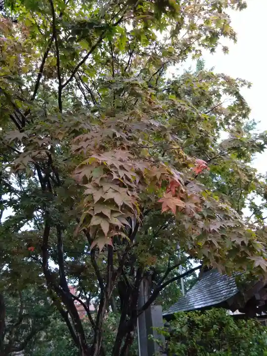 紅葉八幡宮の自然