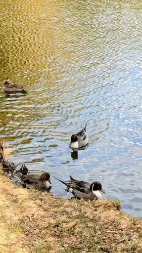 菊田神社の動物