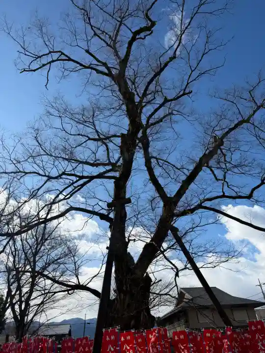 秩父今宮神社の{uncategorized: "未分類", other: "その他", undefined: "問題あり", building: "その他建物", grave: "お墓", sacred_gate: "鳥居", guardian: "狛犬", statue: "像", buddha: "仏像", history: "歴史", nature: "自然", garden: "庭園", animal: "動物", pagoda: "塔", temizu: "手水舎", mountain_gate: "山門・神門", sanctuary: "本殿・本堂", subordinate: "末社・摂社", art: "芸術", scenery: "景色", jizo: "地蔵", ema: "絵馬", goshuin: "御朱印", omikuji: "おみくじ", items: "授与品その他", amulet: "お守り", goshuincho: "御朱印帳", eats: "食事", festival: "お祭り", votive_dance: "神楽", shichigosan: "七五三参", wedding: "結婚式", experience: "体験その他", initially: "初詣", around: "周辺", anti_infection: "感染症対策"}