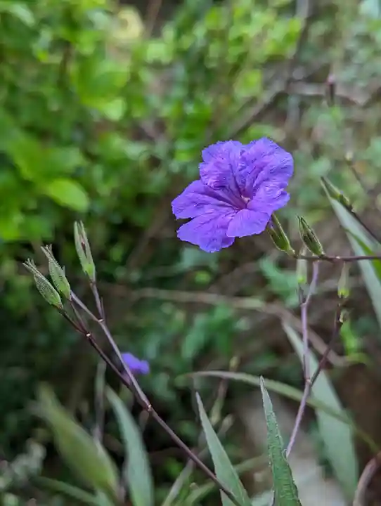 元慶寺(京都府)