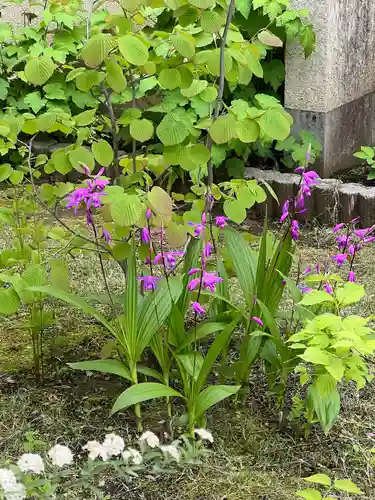 秩父札所十三番 慈眼寺の自然