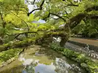 太宰府天満宮の{uncategorized: "未分類", other: "その他", undefined: "問題あり", building: "その他建物", grave: "お墓", sacred_gate: "鳥居", guardian: "狛犬", statue: "像", buddha: "仏像", history: "歴史", nature: "自然", garden: "庭園", animal: "動物", pagoda: "塔", temizu: "手水舎", mountain_gate: "山門・神門", sanctuary: "本殿・本堂", subordinate: "末社・摂社", art: "芸術", scenery: "景色", jizo: "地蔵", ema: "絵馬", goshuin: "御朱印", omikuji: "おみくじ", items: "授与品その他", amulet: "お守り", goshuincho: "御朱印帳", eats: "食事", festival: "お祭り", votive_dance: "神楽", shichigosan: "七五三参", wedding: "結婚式", experience: "体験その他", initially: "初詣", around: "周辺", anti_infection: "感染症対策"}
