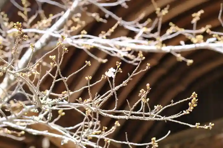 金剛宝寺(紀三井寺)の自然
